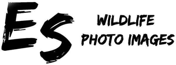 ES Wildlife Photo Images